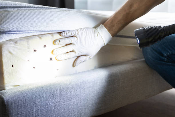 Flea Control Services in Enlow, PA