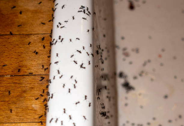 Best Commercial Pest Control Services  in Enlow, PA
