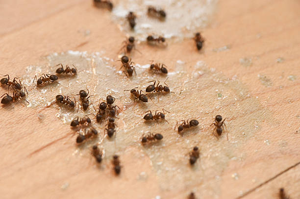 Best Insect Control  in Enlow, PA