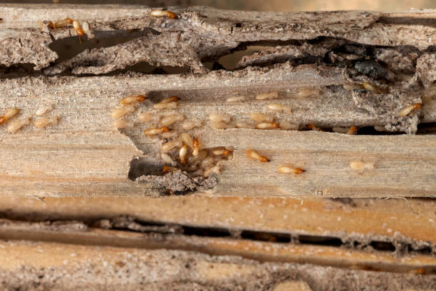 Best Residential Pest Control  in Enlow, PA